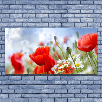 Leinwand-Bilder Mohnblumen Gänseblümchen Pflanzen