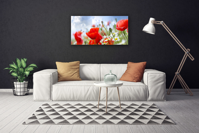 Leinwand-Bilder Mohnblumen Gänseblümchen Pflanzen