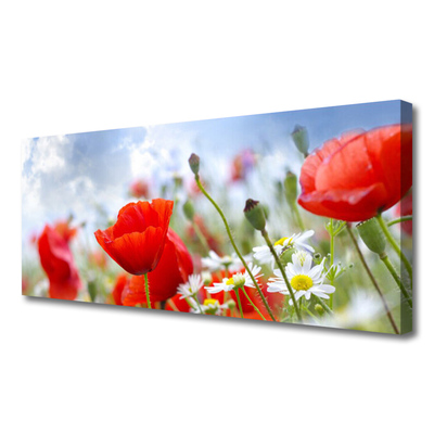 Leinwand-Bilder Mohnblumen Gänseblümchen Pflanzen