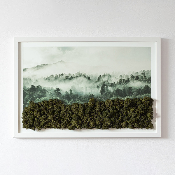 Bild mit moos Wald im nebel