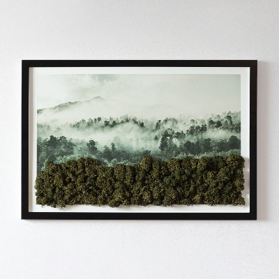 Bild mit moos Wald im nebel