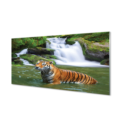 Glasbilder Fallendem wasser tiger