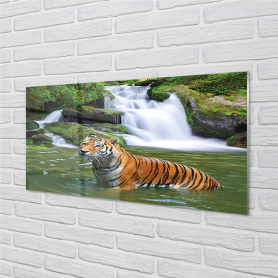 Glasbilder Fallendem wasser tiger