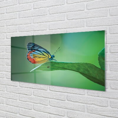 Glasbilder Farbiges schmetterling blatt