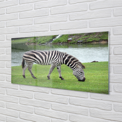 Glasbilder Zebra