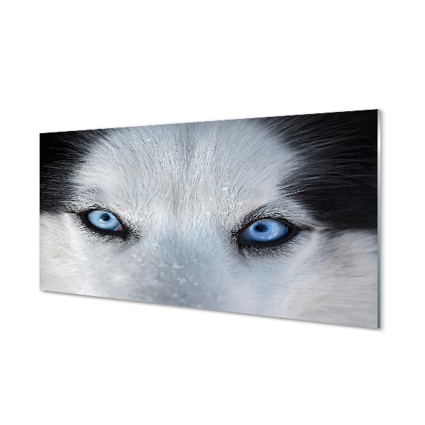 Glasbilder Wolf augen