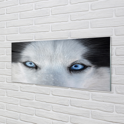 Glasbilder Wolf augen