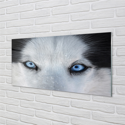 Glasbilder Wolf augen