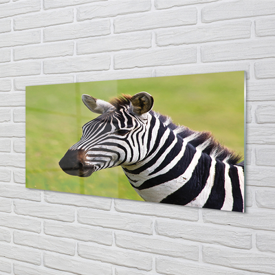 Glasbilder Zebra