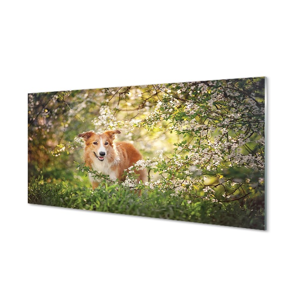 Glasbilder Hund blumen wald