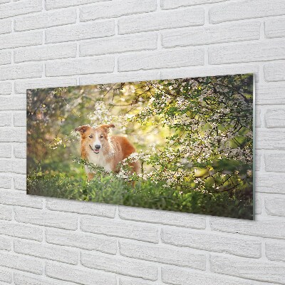 Glasbilder Hund blumen wald