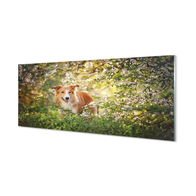 Glasbilder Hund blumen wald