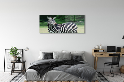 Glasbilder Zebra-box