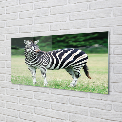 Glasbilder Zebra-box