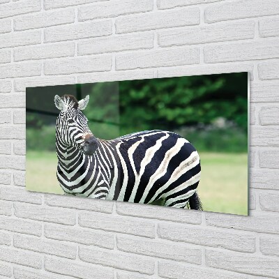 Glasbilder Zebra-box