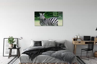 Glasbilder Zebra-box