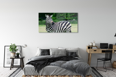 Glasbilder Zebra-box