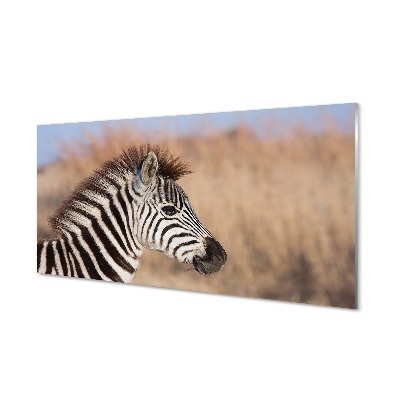 Glasbilder Zebra