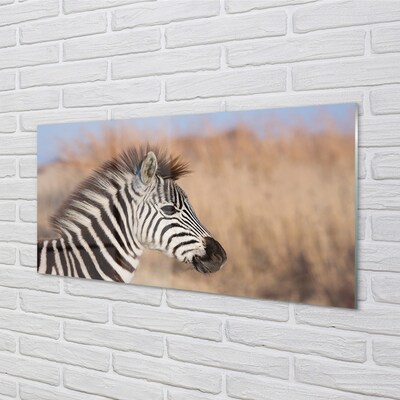 Glasbilder Zebra