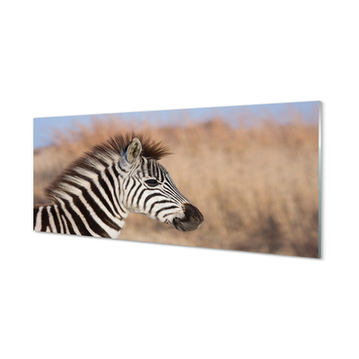 Glasbilder Zebra