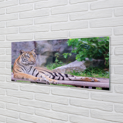 Glasbilder Tiger in einem zoo