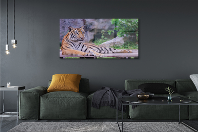 Glasbilder Tiger in einem zoo