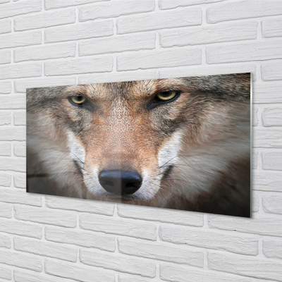 Glasbilder Wolf augen