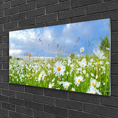Glasbilder Wiese Gänseblümchen Natur