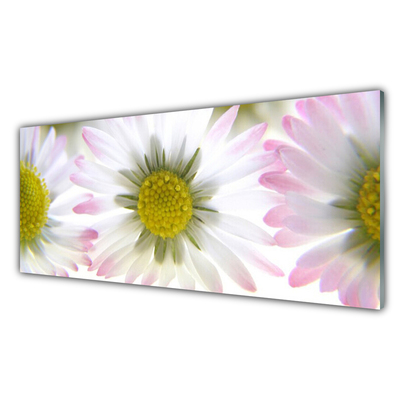 Glasbilder Gänseblümchen Pflanzen