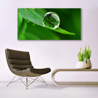 Glasbilder Blatt Wassertropfen Pflanzen