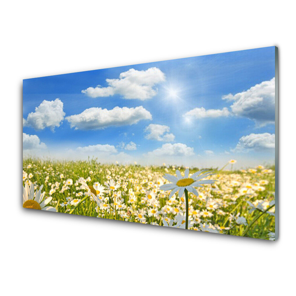 Glasbilder Wiese Gänseblümchen Natur