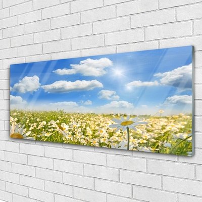 Glasbilder Wiese Gänseblümchen Natur