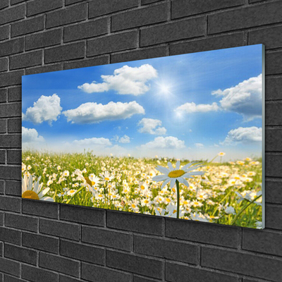 Glasbilder Wiese Gänseblümchen Natur