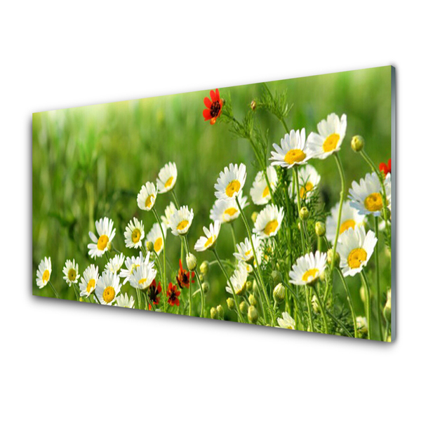 Glasbilder Gänseblümchen Natur