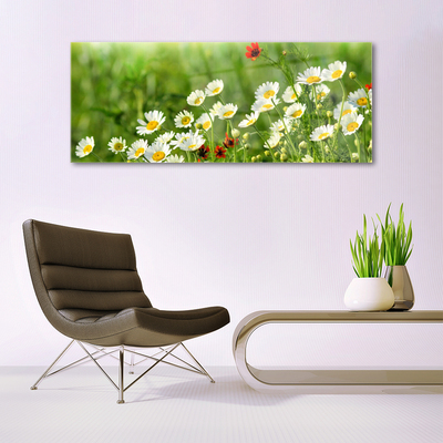 Glasbilder Gänseblümchen Natur