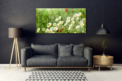 Glasbilder Gänseblümchen Natur