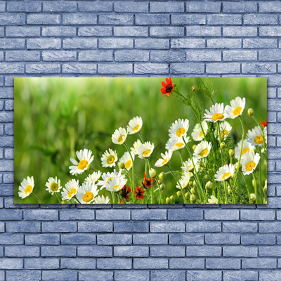 Glasbilder Gänseblümchen Natur