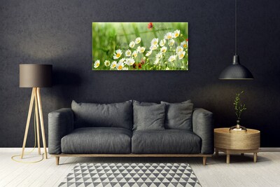 Glasbilder Gänseblümchen Natur