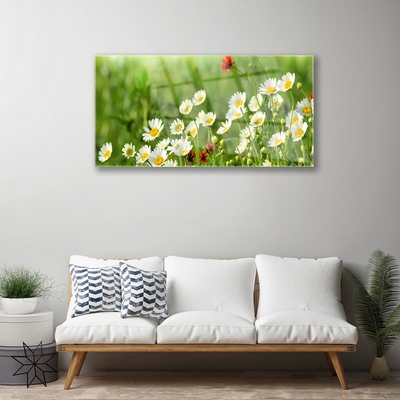 Glasbilder Gänseblümchen Natur