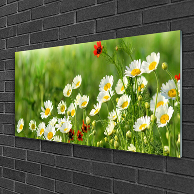 Glasbilder Gänseblümchen Natur