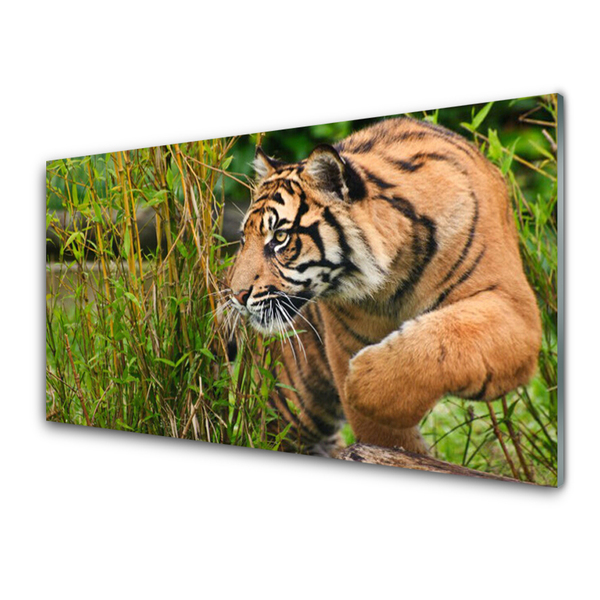 Druck auf Glas Tiger Tiere