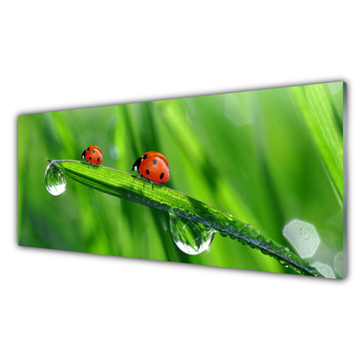Druck auf Glas Marienkäfer Blatt Pflanzen