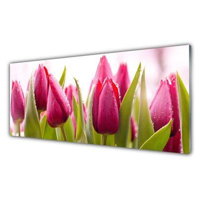 Druck auf Glas Tulpen Pflanzen