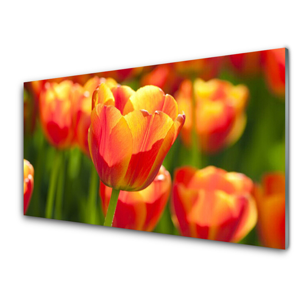 Druck auf Glas Tulpen Pflanzen