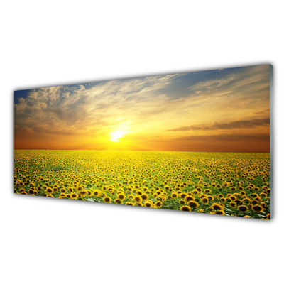 Druck auf Glas Sonne Wiese Sonnenblumen Natur