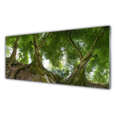 Druck auf Glas Bäume Natur