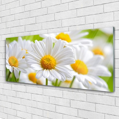 Druck auf Glas Gänseblümchen Pflanzen