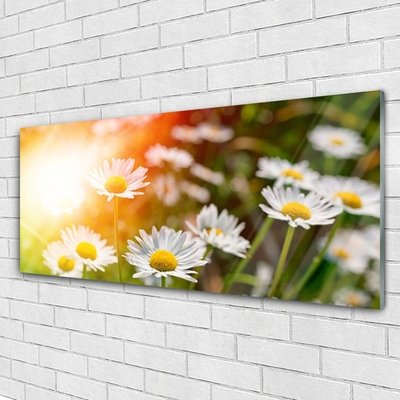 Druck auf Glas Gänseblümchen Pflanzen