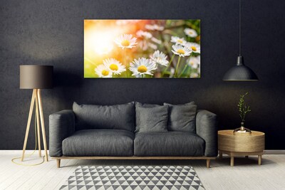 Druck auf Glas Gänseblümchen Pflanzen