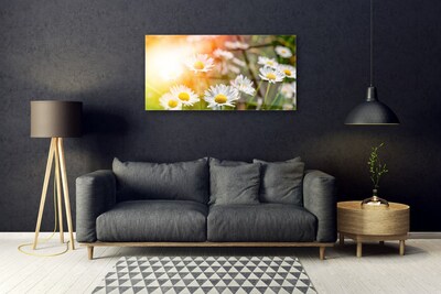 Druck auf Glas Gänseblümchen Pflanzen